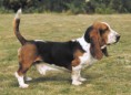 /album/galeria-de-fotos/basset-hound-jpg/